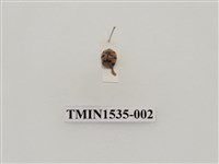 藏品(茄二十八星瓢蟲)的圖片